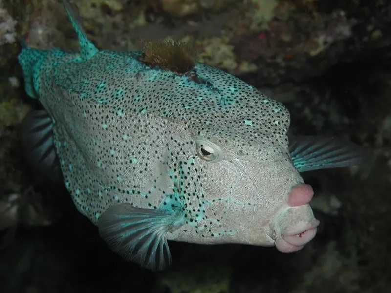 紅海の美しい水中世界、アカバ、ヨルダン
